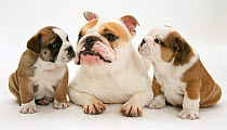Bulldog mother with puppies, white background.