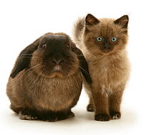 Chocolate Birman-cross kitten with chocolate Lop rabbit, against white background