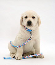 Yellow Goldador Retriever puppy with blue daisy-chain collar and lead, against white background