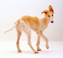 Borzoi pup, Aloyisous, 12 weeks, against white background