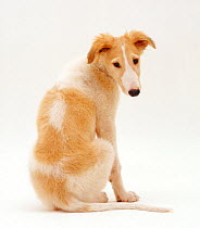 Borzoi pup, Aloyisous, 10 weeks, looking over his shoulder, against white background