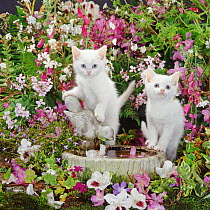 Blue-eyed white kittens at bird bath among flowers.