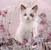 Blue-eyed bicolour ragdoll-cross kitten, Fergus, among frosty everlasting daisies and cow parsley deadheads.