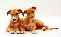 Saluki puppies, 12 weeks,  lying together, against white background
