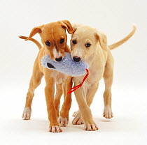 Yellow and Gold Saluki puppies, 12 weeks, playing with a soft toy, against white background