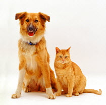 Collie-cross bitch, Bliss, with Red Burmese male cat, Ozzie, against white background