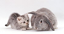 Silver-spotted kitten with silver Lop rabbit, against white background