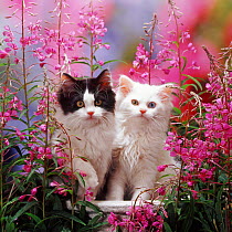 Odd-eyed white and black bicolour Persian-cross kittens, among Rosebay Willowherb.