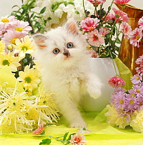 Smudge-nose Persian x Birman kitten, Fluff, among flowers.