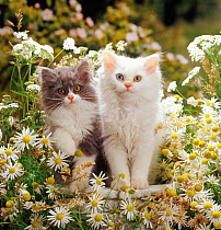 Blue bicolour and odd-eyed white Persian-cross kittens among maywood and yarrow flowers.