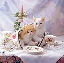 Kittens, one white, one ginger-and-white, on the table in a tea cosy with china tea set.