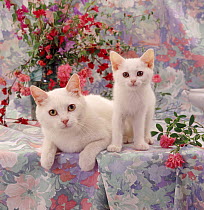 Amber-eyed white cat, Cynthia and kitten, 9 weeks, on flowery table set.
