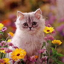 Fluffy silver Chinchilla x Persian kitten among orange Marigold and Scabious flowers.