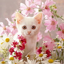Portrait of white Thisbe kitten among ox-eye daisies, mallow and Clarkia Double.