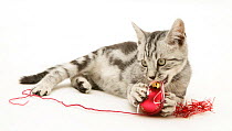 Silver tabby kitten playing with Christmas decorations, against white background