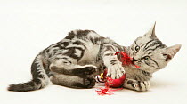 Silver tabby kitten playing with Christmas decorations, against white background
