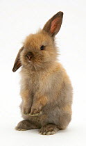 Baby brown rabbit standing up, against white background