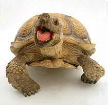 African Giant Tortoise (Testudo sulcata) with mouth agape, against white background
