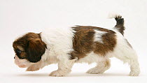 Cavazu (Cavalier King Charles Spaniel x Shih-Tzu) pup walking, against white background
