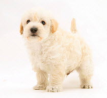 Woodle (West Highland White Terrier x Poodle) pup standing, against white background
