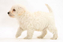 Woodle (West Highland White Terrier x Poodle) pup walking, against white background