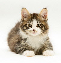 Tabby-and-white Maine Coon kitten, lying with head up, against white background