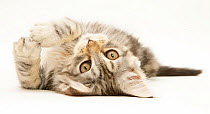 Tabby Maine Coon kitten lying on its back, against white background