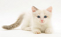 Blue-eyed Ragdoll kitten, against white background