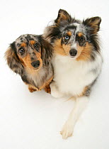 Tricolour merle Shetland Sheepdog, Sapphire, with silver dapple miniature Dachshund pup, both looking up, against white background