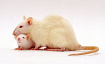 Female Himalayan Rat (Rattus norvegicus) with baby, 5 weeks, against white background