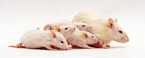 Female Himalayan Rat (Rattus norvegicus) with babies, 5 weeks, against white background