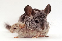 Chinchilla (Chinchilla lanigera) with baby, against white background High Andes, against white background