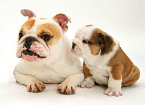 Bulldog mother and puppies, against white background