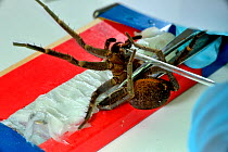 Fishing spider (Ancylometes bogotensis) venom being milked in laboratory. From Central and South America.
