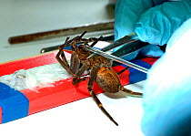 Fishing spider (Ancylometes bogotensis) venom being milked in laboratory. From Central and South America.