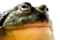 African bullfrog (Pyxicephalus adspersus) captive from South Africa