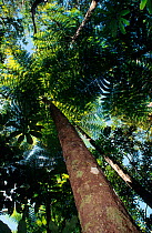 Giant tree fern (Cyathea intermedia) the biggest fern of the world at 30 metres, New Caledonia. Endemic.