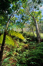 Niaoulis / Broad-leaved paperbark (Melaleuca quinquenervia) and tree fern (Cyathea sp) New Caledonia.