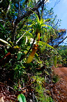 Vieillard's pitcher plant (Nepenthes vieillardii) New Caledonia. Endemic species.
