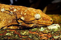 Henkel's giant Gecko.Rhacodactylus  (lecchianus ) henkeli.Ilot Brosse. Endemic..New-Caledonia