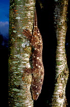 Henkel's giant Gecko (Rhacodactylus henkeli) on tree trunk, Ilot Brosse, New Caledonia. Endemic.