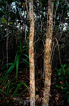 New Caledonian Bumpy Gecko (Rhacodactylus auriculatus) in habitat, camouflaged on tree trunk, New Caledonia, endemic.