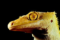 New-Caledonian crested Gecko (Correlophus ciliatus) portrait, near Yate, New Caledonia. Endemic.