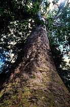 Giant Kaori (Agathis lanceolata) ancient tree over a thousand years old, Parc de la Riviere bleue / Blue River Park, New Caledonia.