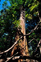 Giant houp tree (Montrouziera cauliflora) New-Caledonia. Endemic.