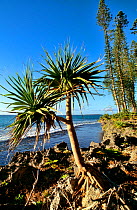 Thatch screwpine (Pandanus tectorius) and Cook pine (Araucaria columnaris) Pine island, New Caledonia.