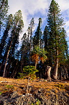 Cook pines (Araucaria columnaris) with Thatch screwpine (Pandanus tectorius) Pine Island, New Caledonia.