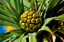 Screwpine (Pandanus tectorius) Pine island, New Caledonia.
