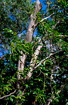 Niaouli (Melaleuca quinquenervia) trees, New Caledonia.