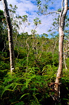 Niaouli (Melaleuca quinquenervia) trees, New Caledonia.